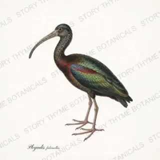 Glossy Ibis — vintage botanical The Marsh print on a white background