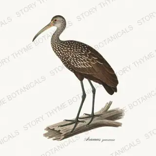 Limpkin — vintage botanical The Marsh print on a white background