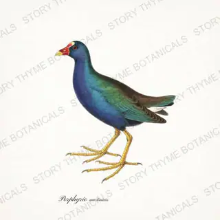 Purple Gallinule — vintage botanical The Marsh print on a white background