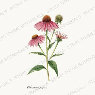 Echinacea — vintage botanical Medicinal Herbs print on a white background