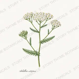 Yarrow — vintage botanical Medicinal Herbs print on a white background