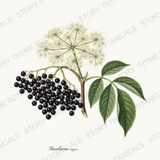 Elderberry — vintage botanical Medicinal Herbs print on a white background