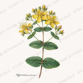 St. Johns Wort — vintage botanical Medicinal Herbs print on a white background