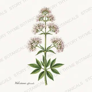 Valerian — vintage botanical Medicinal Herbs print on a white background