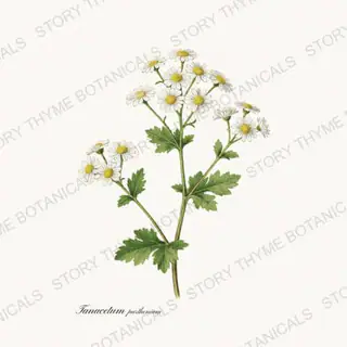 Feverfew — vintage botanical Medicinal Herbs print on a white background