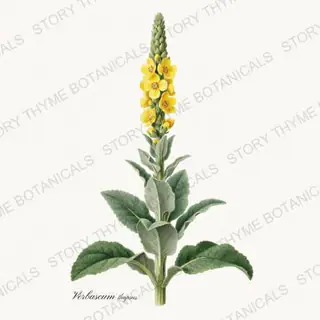 Mullein — vintage botanical Medicinal Herbs print on a white background