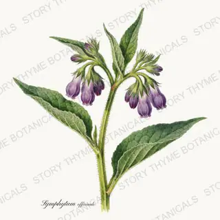 Comfrey — vintage botanical Medicinal Herbs print on a white background
