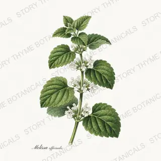 Lemon Balm — vintage botanical Medicinal Herbs print on a white background