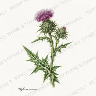 Milk Thistle — vintage botanical Medicinal Herbs print on a white background