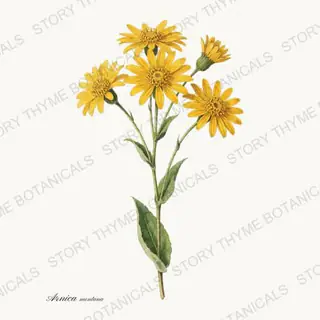 Arnica — vintage botanical Medicinal Herbs print on a white background