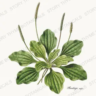 Plantain — vintage botanical Medicinal Herbs print on a white background