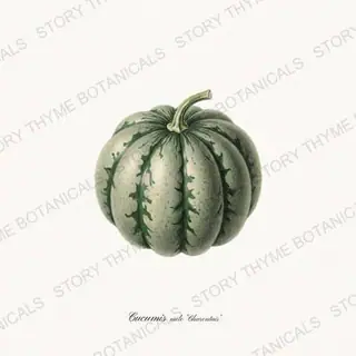 Charentais — vintage botanical Melons & Heirloom Vines print on a white background