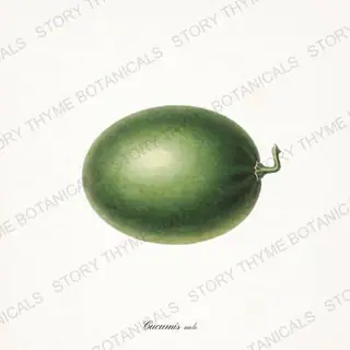 Honeydew — vintage botanical Melons & Heirloom Vines print on a white background