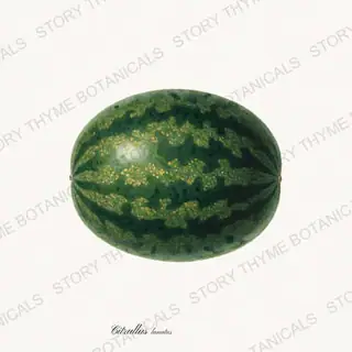 Moon and Stars — vintage botanical Melons & Heirloom Vines print on a white background
