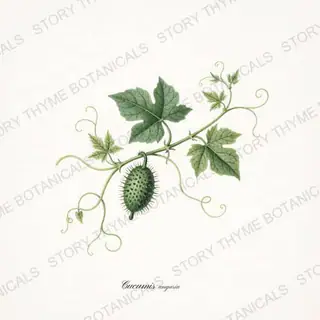 Gherkin — vintage botanical Melons & Heirloom Vines print on a white background