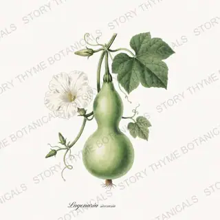 Bottle Gourd — vintage botanical Melons & Heirloom Vines print on a white background