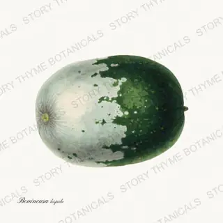 Wax Gourd — vintage botanical Melons & Heirloom Vines print on a white background