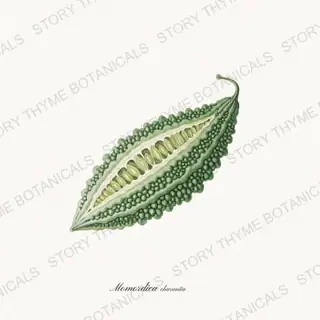 Bitter Melon — vintage botanical Melons & Heirloom Vines print on a white background