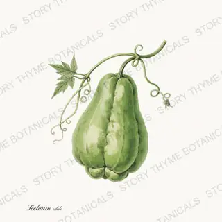 Chayote — vintage botanical Melons & Heirloom Vines print on a white background