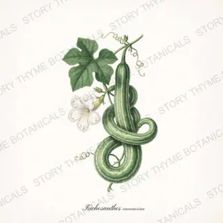 Snake Gourd — vintage botanical Melons & Heirloom Vines print on a white background