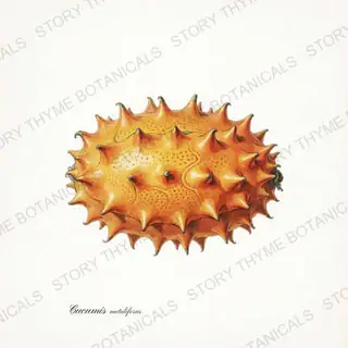 Kiwano — vintage botanical Melons & Heirloom Vines print on a white background