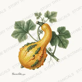 Crookneck — vintage botanical Melons & Heirloom Vines print on a white background
