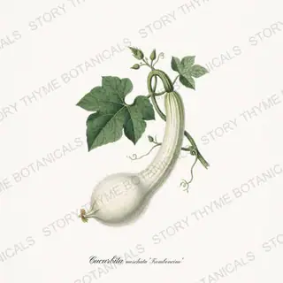 Tromboncino — vintage botanical Melons & Heirloom Vines print on a white background
