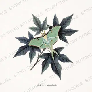 Luna Sweetgum — vintage botanical Moths & Night Blooms print on a white background