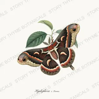 Cecropia Cherry — vintage botanical Moths & Night Blooms print on a white background