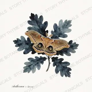 Polyphemus Oak — vintage botanical Moths & Night Blooms print on a white background