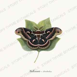 Promethea Tuliptree — vintage botanical Moths & Night Blooms print on a white background
