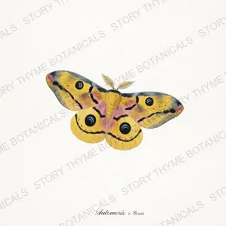 Io Redbud — vintage botanical Moths & Night Blooms print on a white background