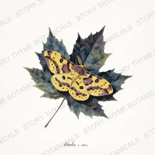 Imperial Maple — vintage botanical Moths & Night Blooms print on a white background