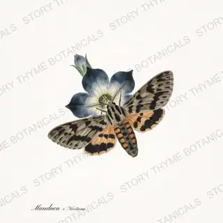 Hawkmoth Nicotiana — vintage botanical Moths & Night Blooms print on a white background