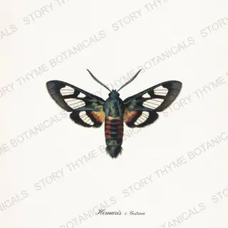 Clearwing Cestrum — vintage botanical Moths & Night Blooms print on a white background