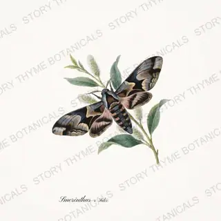 Eyedhawk Willow — vintage botanical Moths & Night Blooms print on a white background