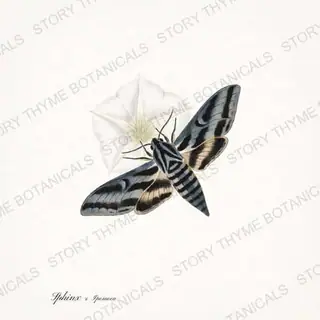 Sphinx Moonflower — vintage botanical Moths & Night Blooms print on a white background