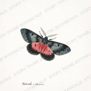Underwing Cereus — vintage botanical Moths & Night Blooms print on a white background