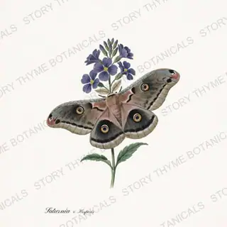 Emperor Hesperis — vintage botanical Moths & Night Blooms print on a white background