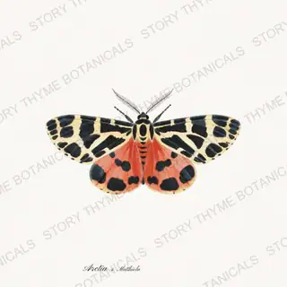 Tiger Matthiola — vintage botanical Moths & Night Blooms print on a white background