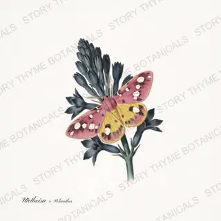 Bella Polianthes — vintage botanical Moths & Night Blooms print on a white background