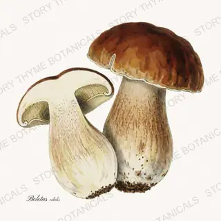 Porcini — vintage botanical Woodland Mushrooms print on a white background