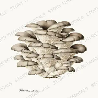 Oyster — vintage botanical Woodland Mushrooms print on a white background