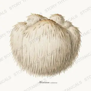 Lions Mane — vintage botanical Woodland Mushrooms print on a white background