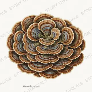Turkey Tail — vintage botanical Woodland Mushrooms print on a white background