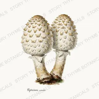 Shaggy Mane — vintage botanical Woodland Mushrooms print on a white background