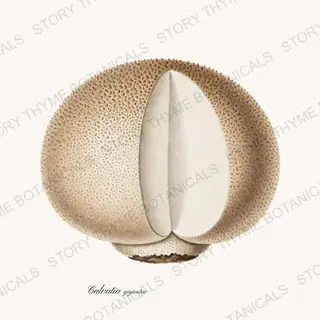 Puffball — vintage botanical Woodland Mushrooms print on a white background