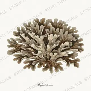 Hen of the Woods — vintage botanical Woodland Mushrooms print on a white background