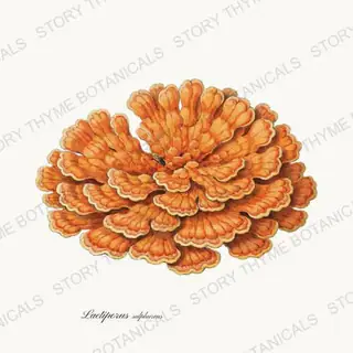 Chicken of the Woods — vintage botanical Woodland Mushrooms print on a white background
