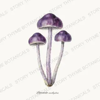 Amethyst Deceiver — vintage botanical Woodland Mushrooms print on a white background